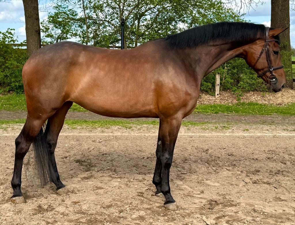 Super lieve 5 jarige merrie, Dieren en Toebehoren, Paarden, Merrie, B, 175 cm of meer, 3 tot 6 jaar, Dressuurpaard