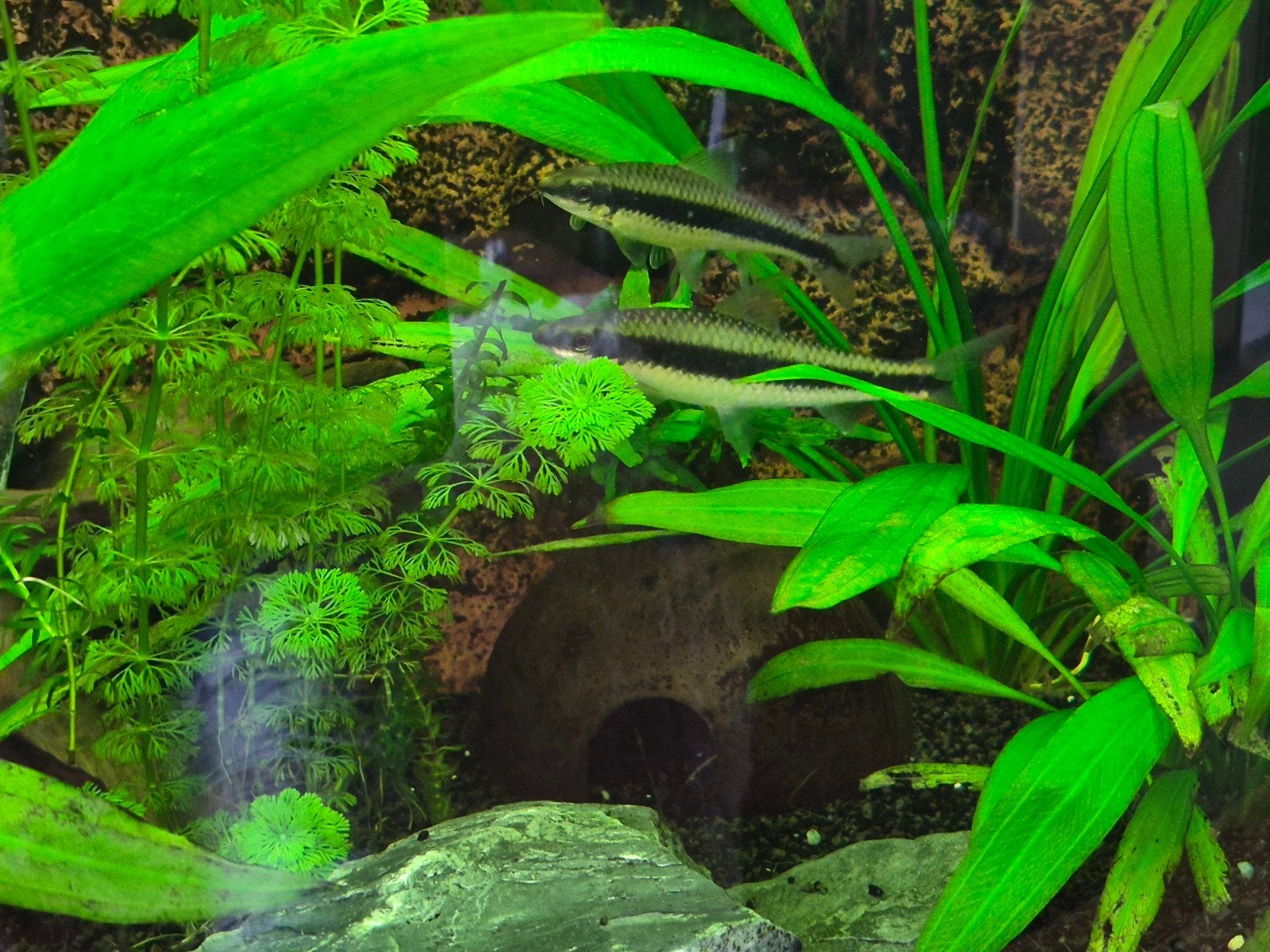 2 Siamese algeneters, Vis, Zoetwatervis, Schoolvis