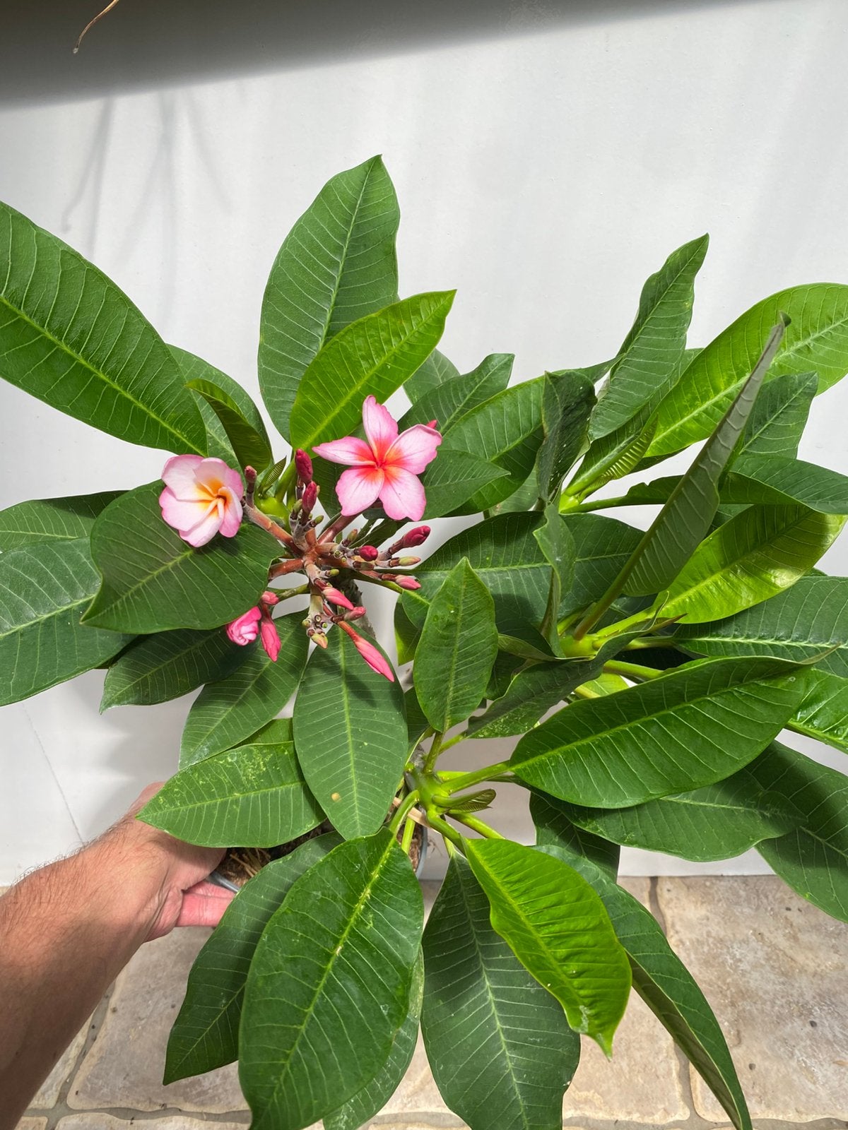 Plumeria, Frangipani fraai plant met knoppen nr 1, Ophalen of Verzenden, Overige soorten, Volle zon