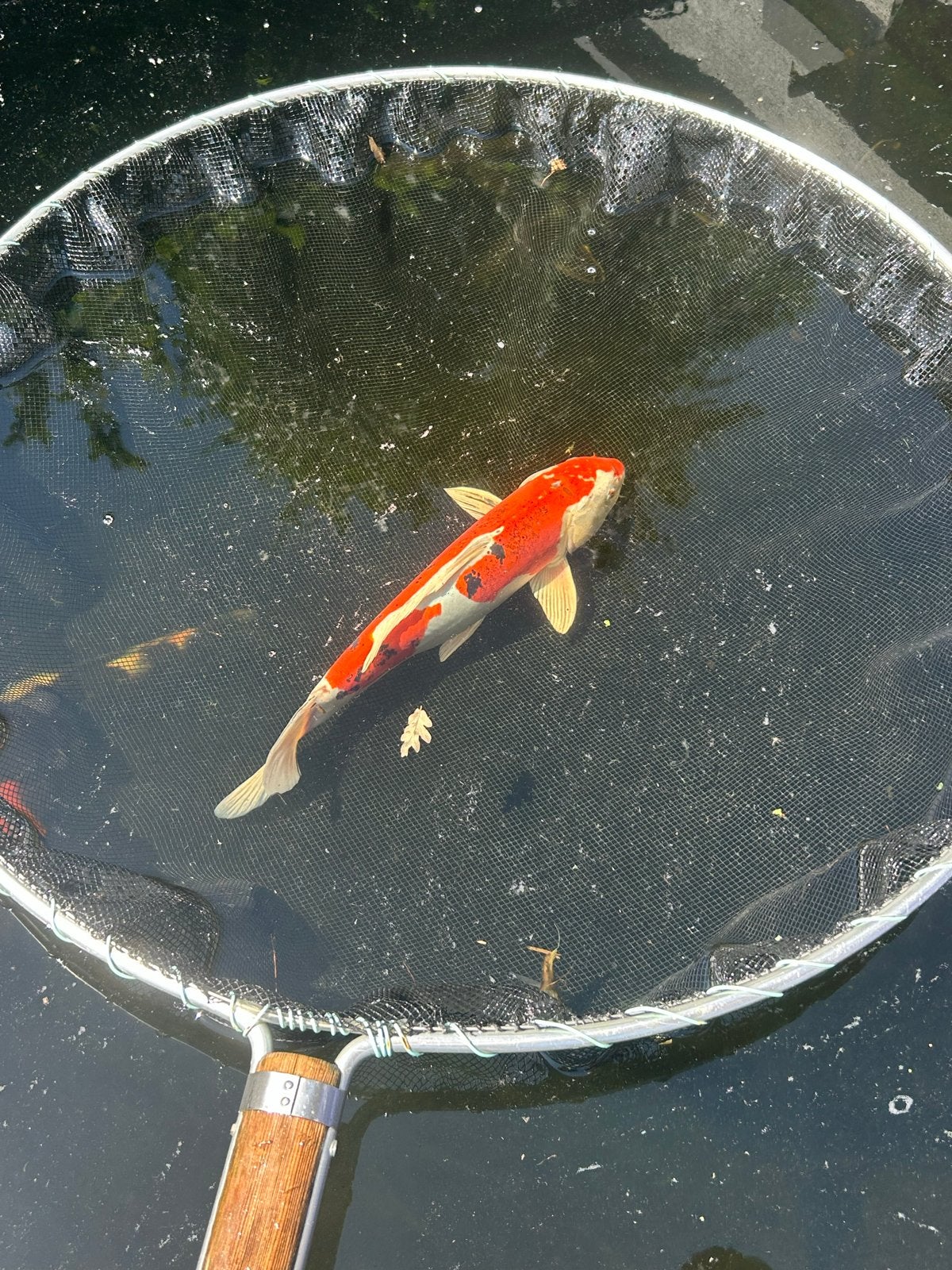 Japanse koi 40 cm, Vis
