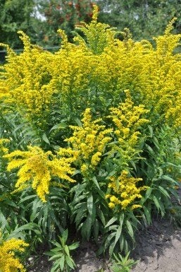 Guldenroede Solidago 'Goldkind potmaat 25 cm, Overige soorten, Volle zon, Vaste plant, Ophalen of Verzenden