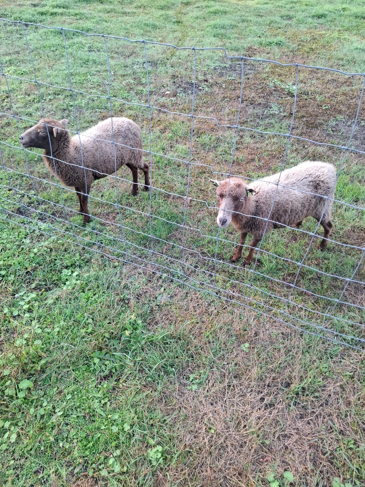 Qeussant schapen, Meerdere dieren, Schaap
