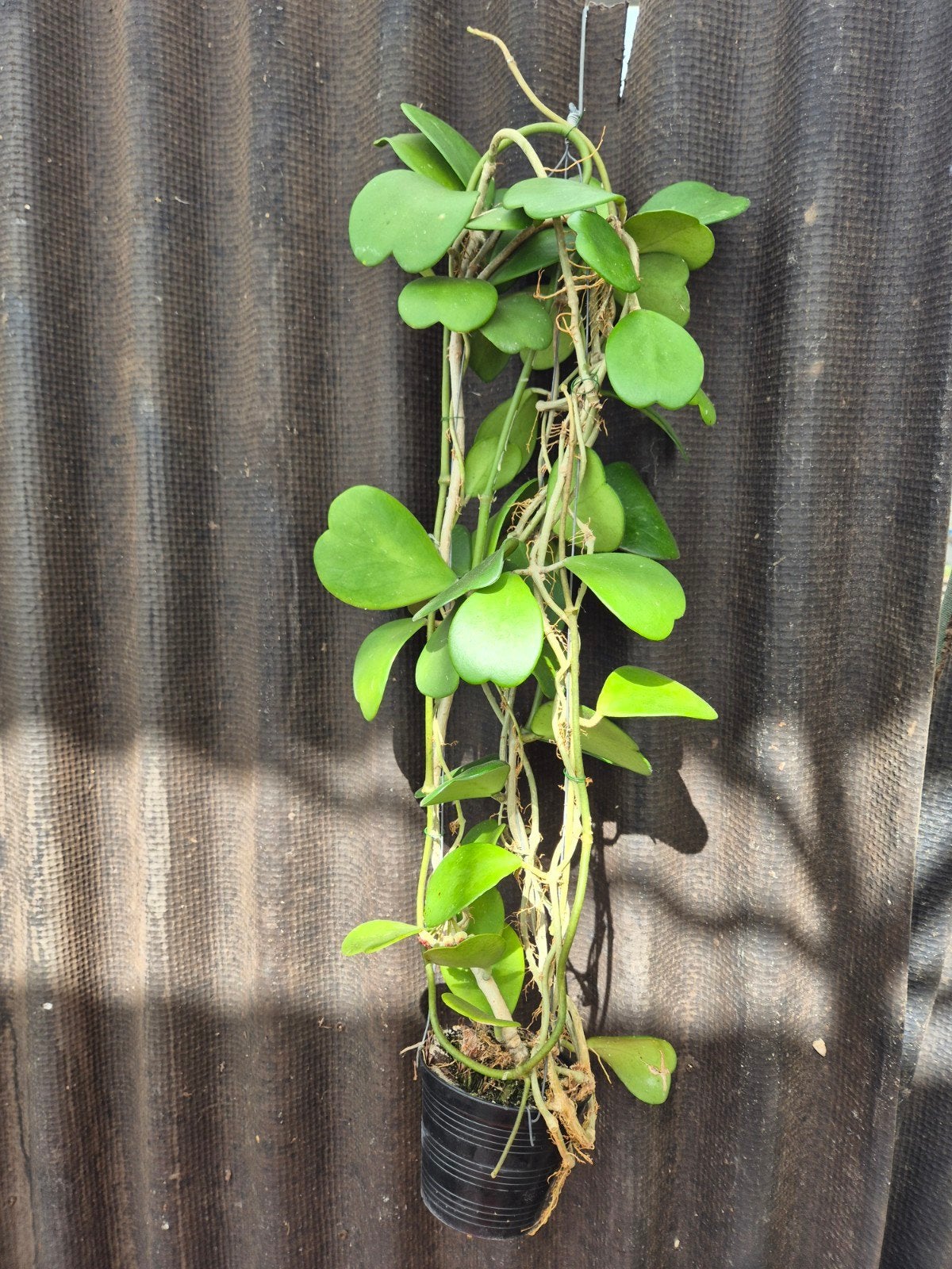 Hoya Kerrii XXL (5), Huis en Inrichting, Kamerplanten, Ophalen of Verzenden, Halfschaduw, Minder dan 100 cm