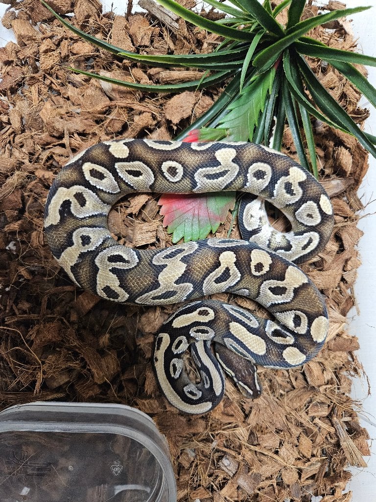 Python Regius Konings Python Morphs Ball Python photo 9