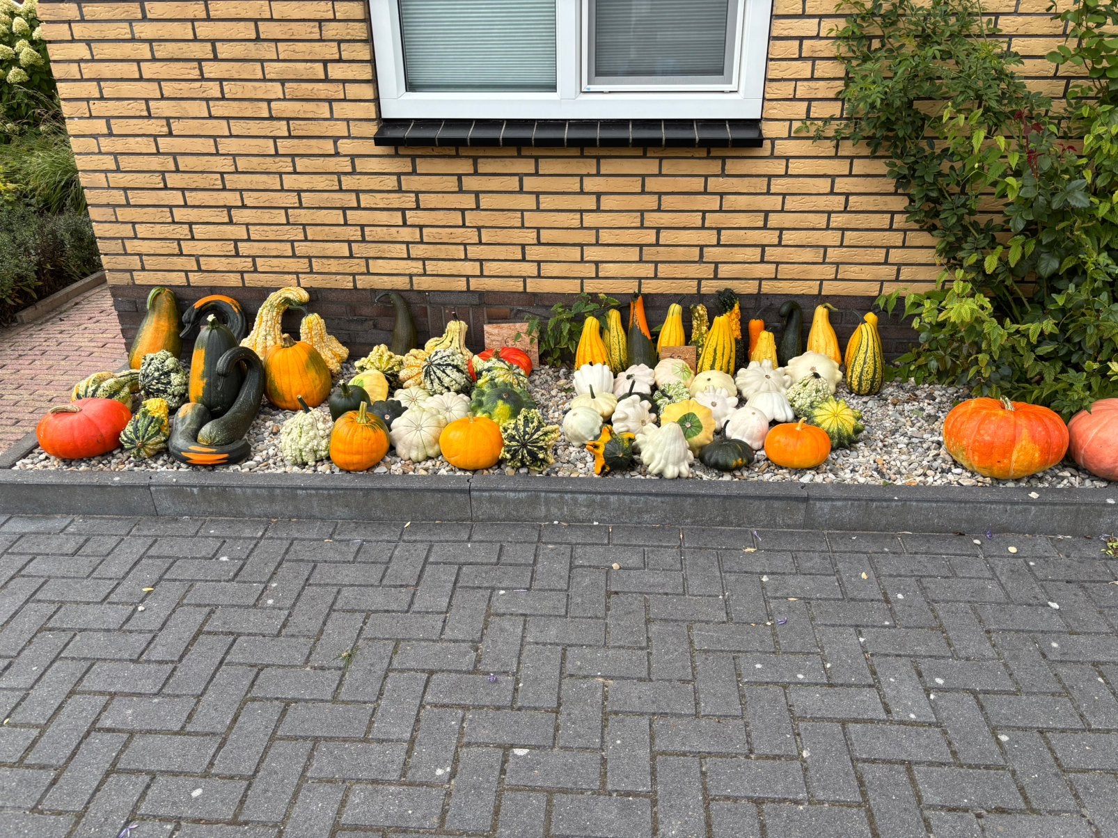Pompoenen en kalebassen, Tuin en Terras, Overige Tuin en Terras, Ophalen, Nieuw