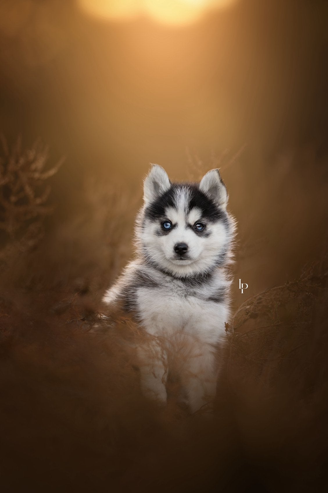 Pomsky puppies F3 volledig geteste ouders UK bloedlijn, Dieren en Toebehoren, Parvo, 8 tot 15 weken, Poolhond, Meerdere