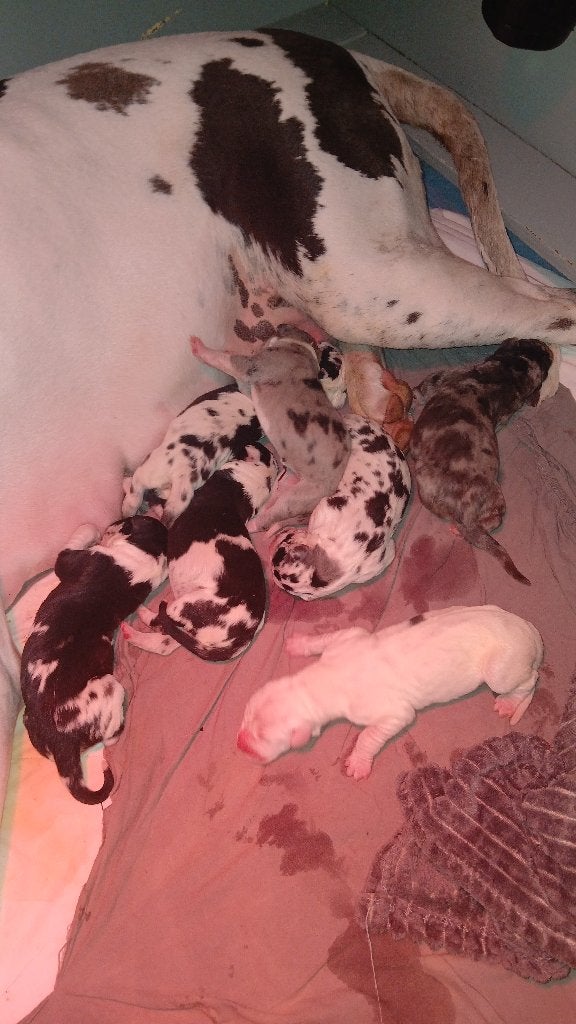 Duitse dog pups geboren, Dieren en Toebehoren, Honden | Bulldogs, Pinschers en Molossers, Meerdere dieren, Overige rassen, Fokker | Hobbymatig