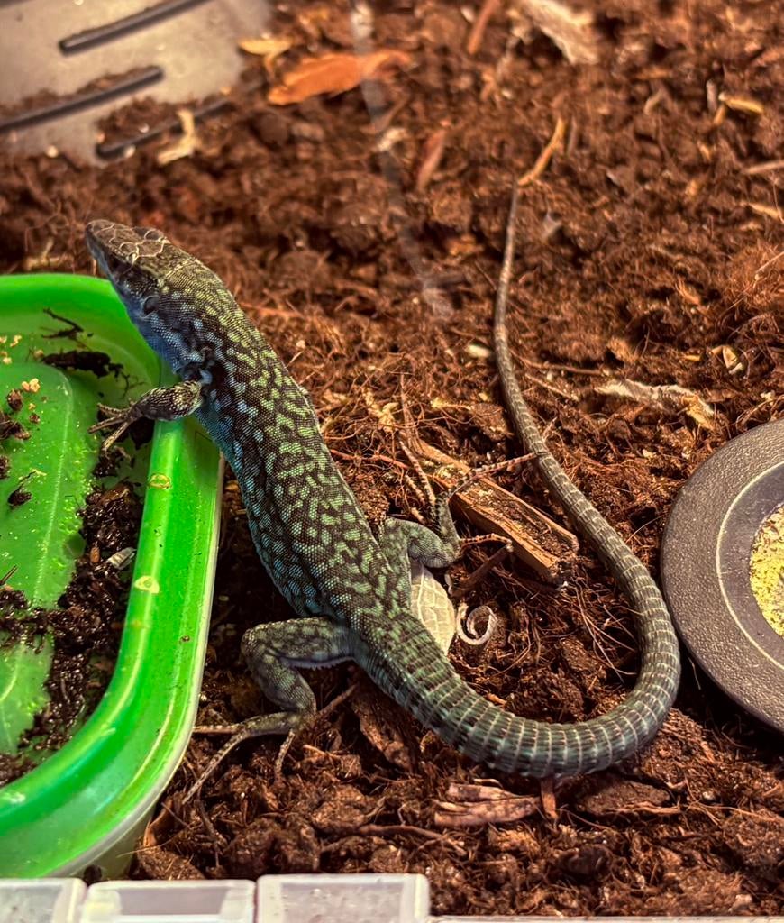 Podarcis siculus paulae - subadult male, Hagedis, 0 tot 2 jaar