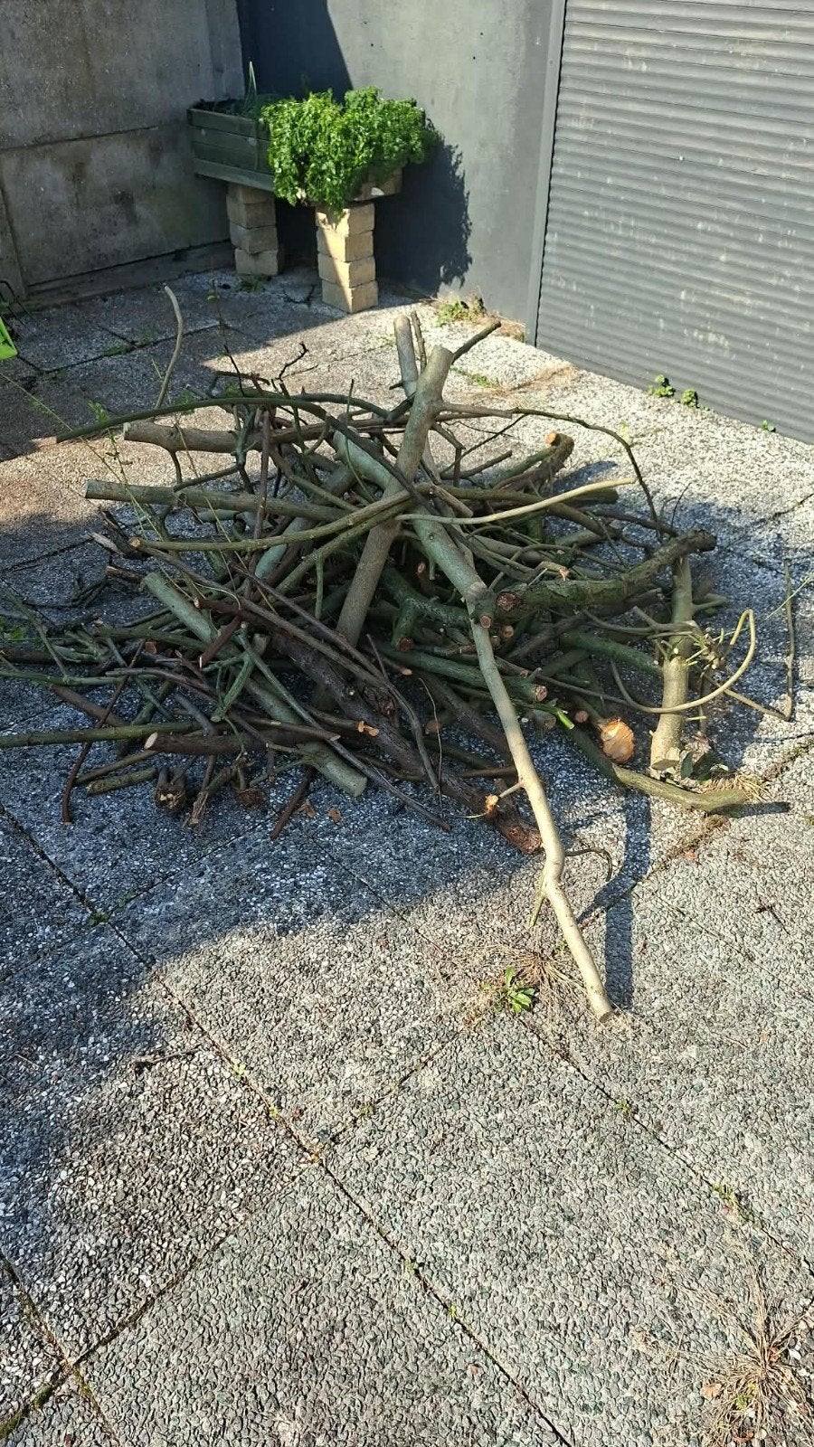Gratis brandhout: takken en kleine stammen, Minder dan 3 m³, Ophalen, Overige houtsoorten, Takken