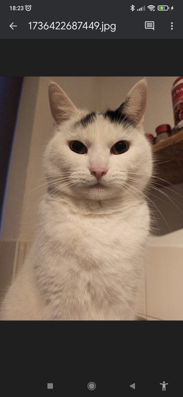 lieve poes zoekt nieuw huisje, Dieren en Toebehoren