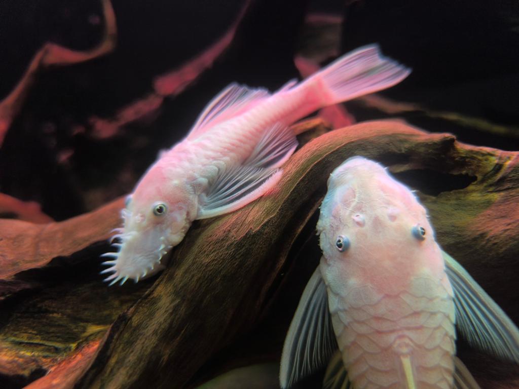 Ancistrus Snow White, Dieren en Toebehoren, Vis