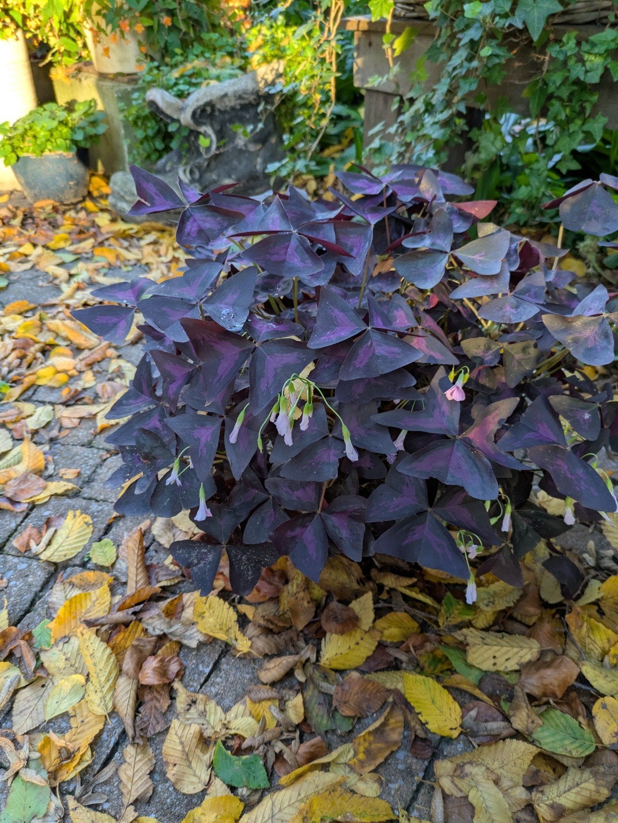 Oxalis Triangularis - Vlinderklaver, Tuin en Terras, Vaste plant, Halfschaduw, Zomer, Ophalen