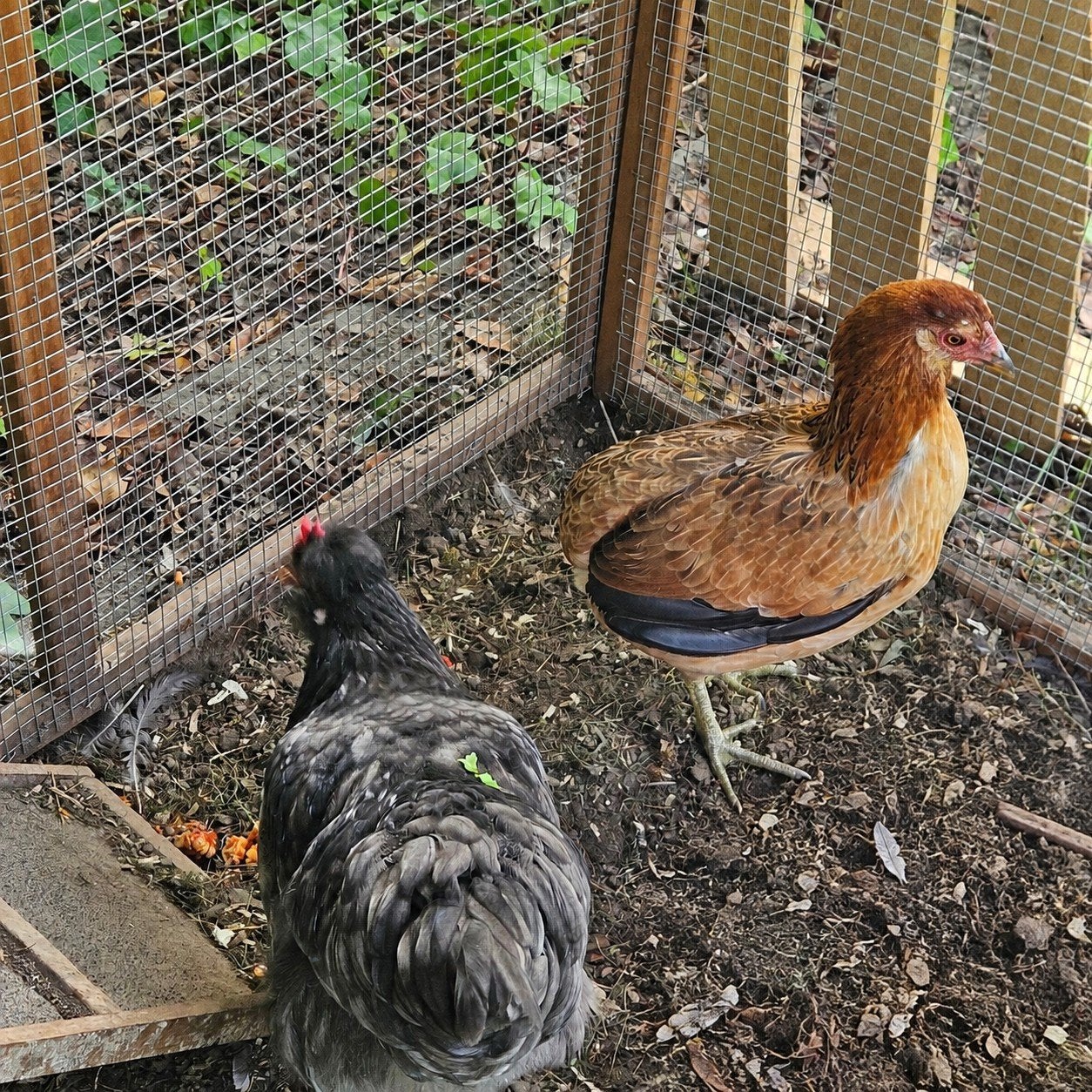 haan + hen samen, Dieren en Toebehoren, Meerdere dieren, Kip