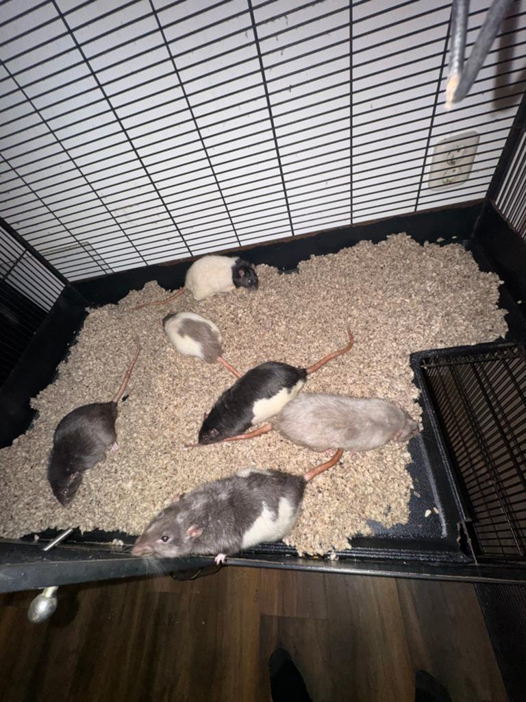 Tamme ratten met kooi, Dieren en Toebehoren, Knaagdieren, Rat, Februari, Mannelijk, Tam