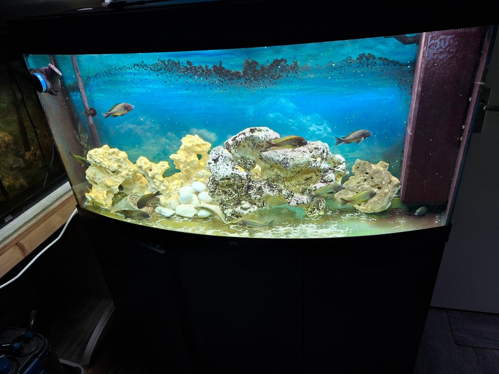juwel rio 240 en rio 260 visioen en oase biomaster 350 therm, Ophalen, Inclusief deksel, Zo goed als nieuw, Gevuld zoetwateraquarium