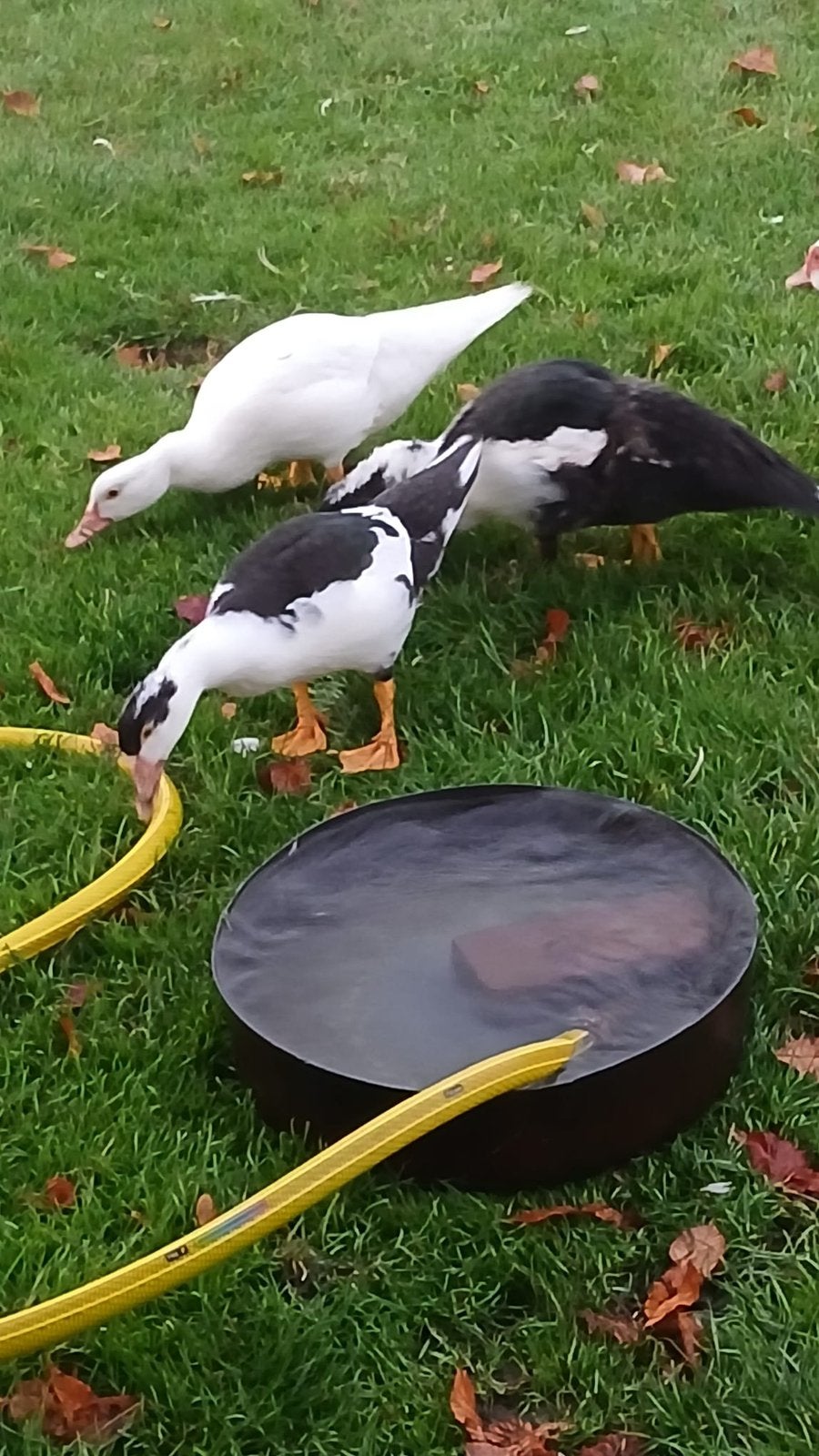 Muskes eenden, Meerdere dieren, Eend