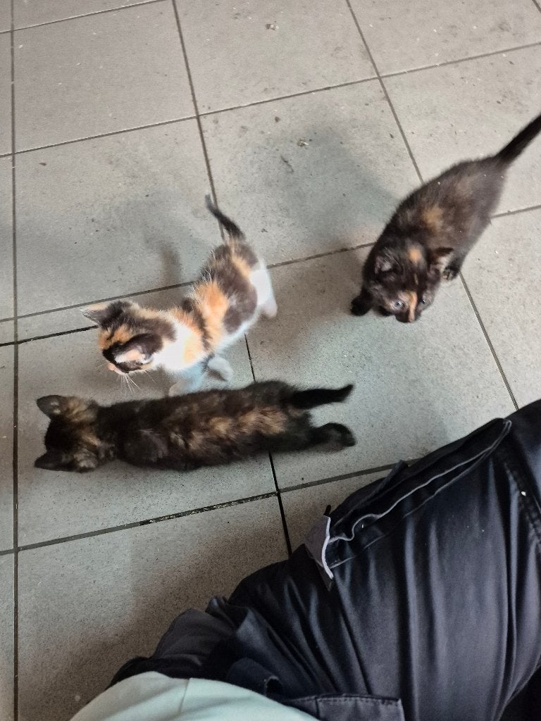 Kittens. Tam en sociaal, Poes, Ontwormd, 0 tot 2 jaar