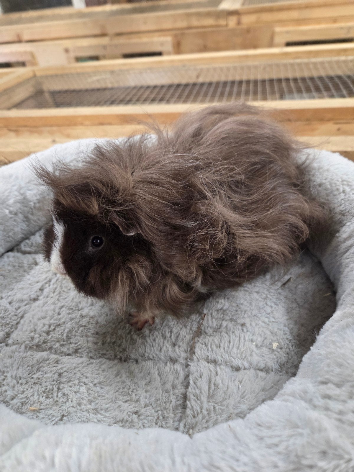 Mooi Lunkarya zeugje en Beertje., Dieren en Toebehoren, Knaagdieren, Juni, Meerdere dieren, Cavia