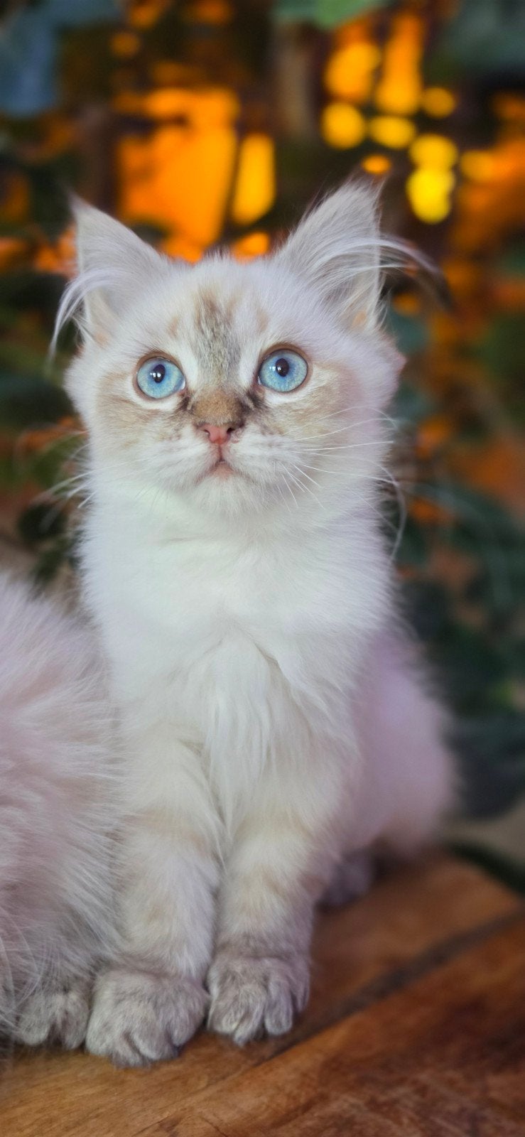 Ragdoll meisje, Dieren en Toebehoren, Katten en Kittens | Overige Katten, Poes