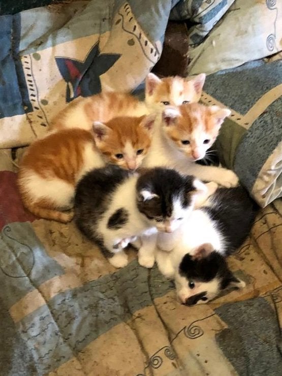 Prachtige kittens, Kater
