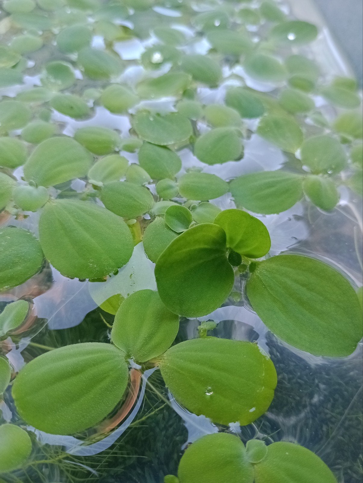 Drijfplanten voor vijver & aquarium., Ophalen of Verzenden, Nieuw, Plant(en), Steen of Hout