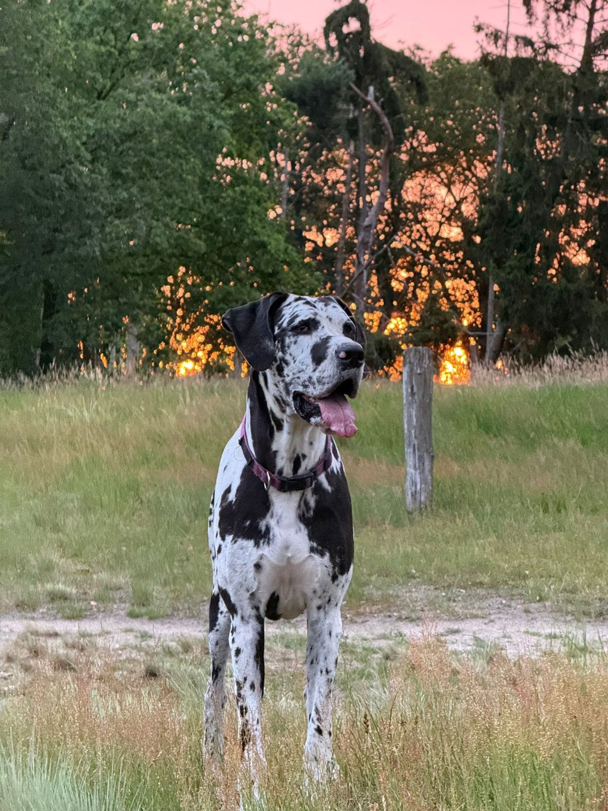 Duitse dog zoekt forever home, Dieren en Toebehoren, Overige rassen, CDV (hondenziekte), 1 tot 2 jaar, Teef