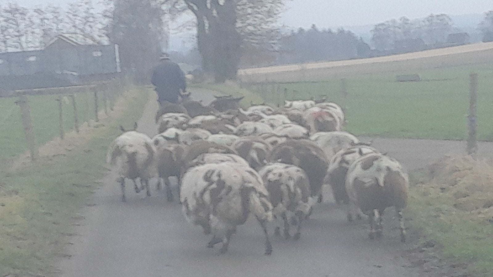 Bonte schapen, Vrouwelijk, Schaap