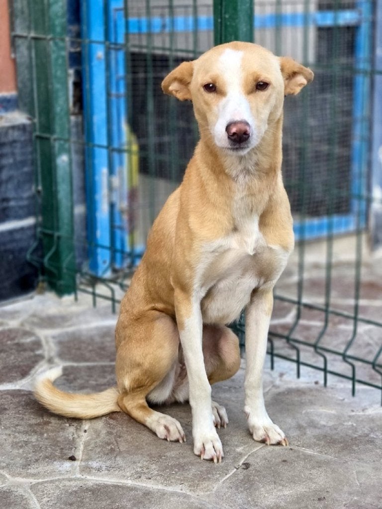 ACE: Pipa is een en al vriendschap, Dieren en Toebehoren, Honden | Windhonden, Particulier, Overige rassen, 1 tot 2 jaar, Buitenland