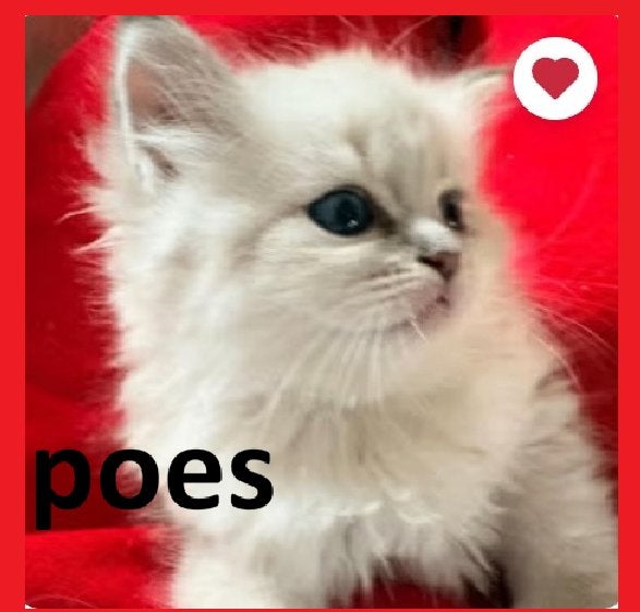 Neva Masquerade kittens, Siberische kitten,  beschikbaar, Meerdere dieren, 0 tot 2 jaar