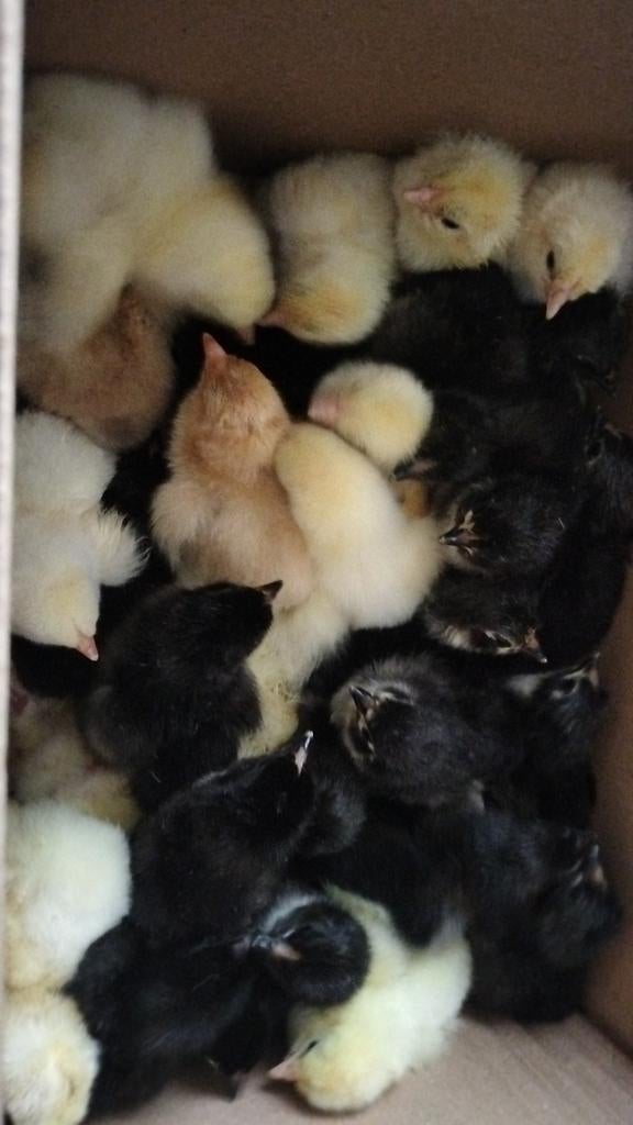 Brahma groot, australorp en mix groenleggers, Dieren en Toebehoren, Pluimvee, Geslacht onbekend, Kip