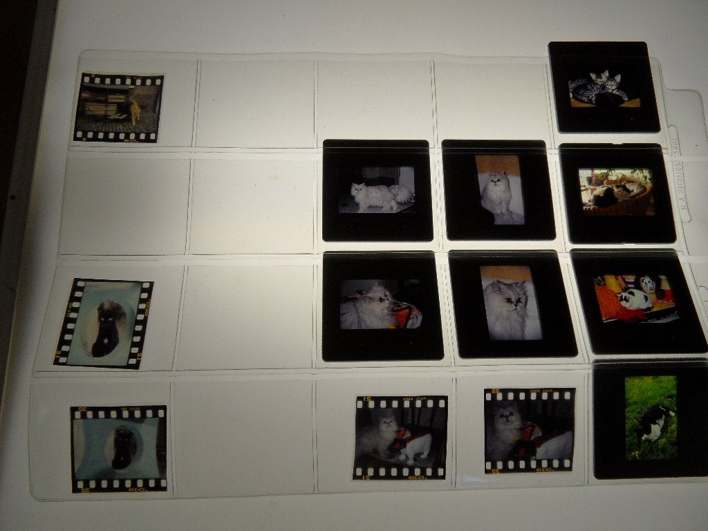 poes  kat  kittens  13 dia's  helder en scherp, Verzamelen, Verzenden, 1980 tot heden, Foto, Zo goed als nieuw