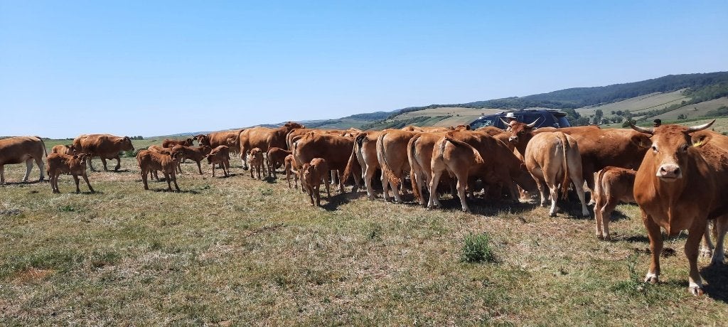 Bio Pedigree Limousin Beef Cattle, Dieren en Toebehoren, Mannelijk