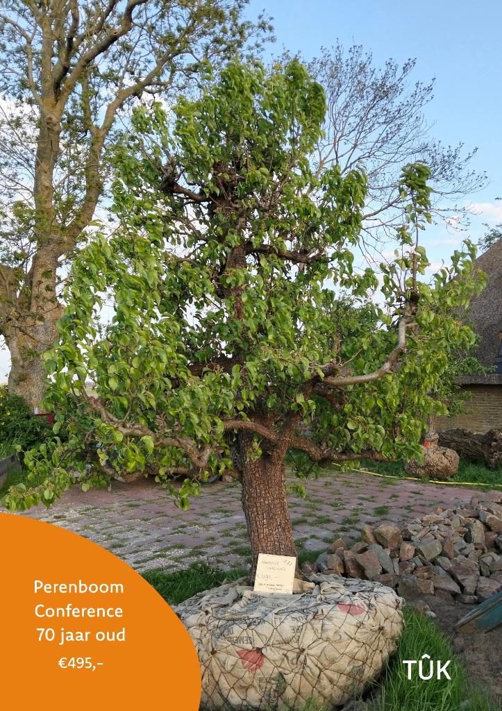 Perenboom Conference 70 jaar, Ophalen, Lente, Perenboom, 250 tot 400 cm