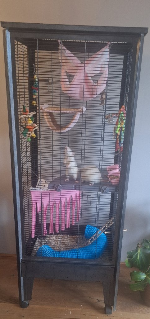 Rattenkooi, Dieren en Toebehoren, Ophalen, Kooi, Gebruikt, Minder dan 75 cm