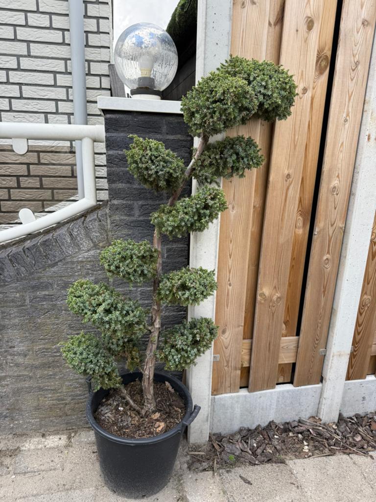 Mooie bonsai Juniperus bleu alps, Bloeit niet, 100 tot 250 cm, Volle zon, In pot