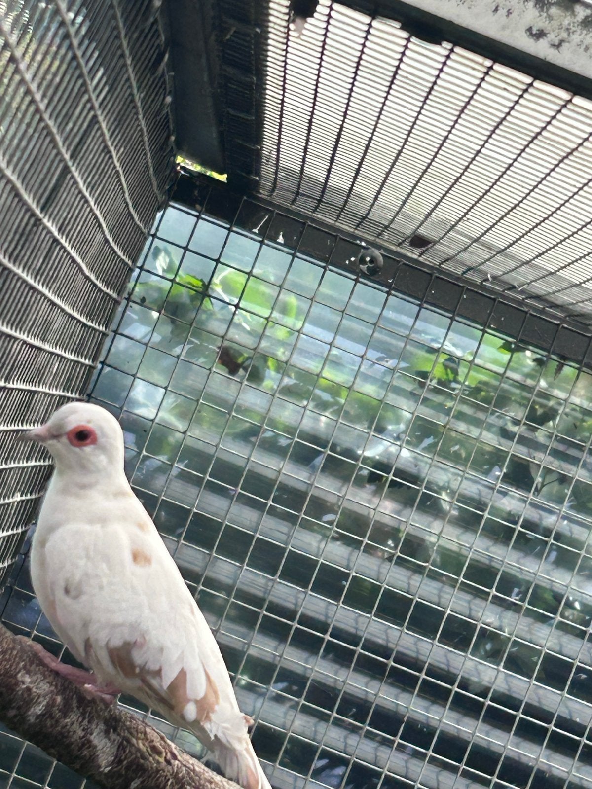 Twee duivinnen., Dieren en Toebehoren, Vrouwelijk