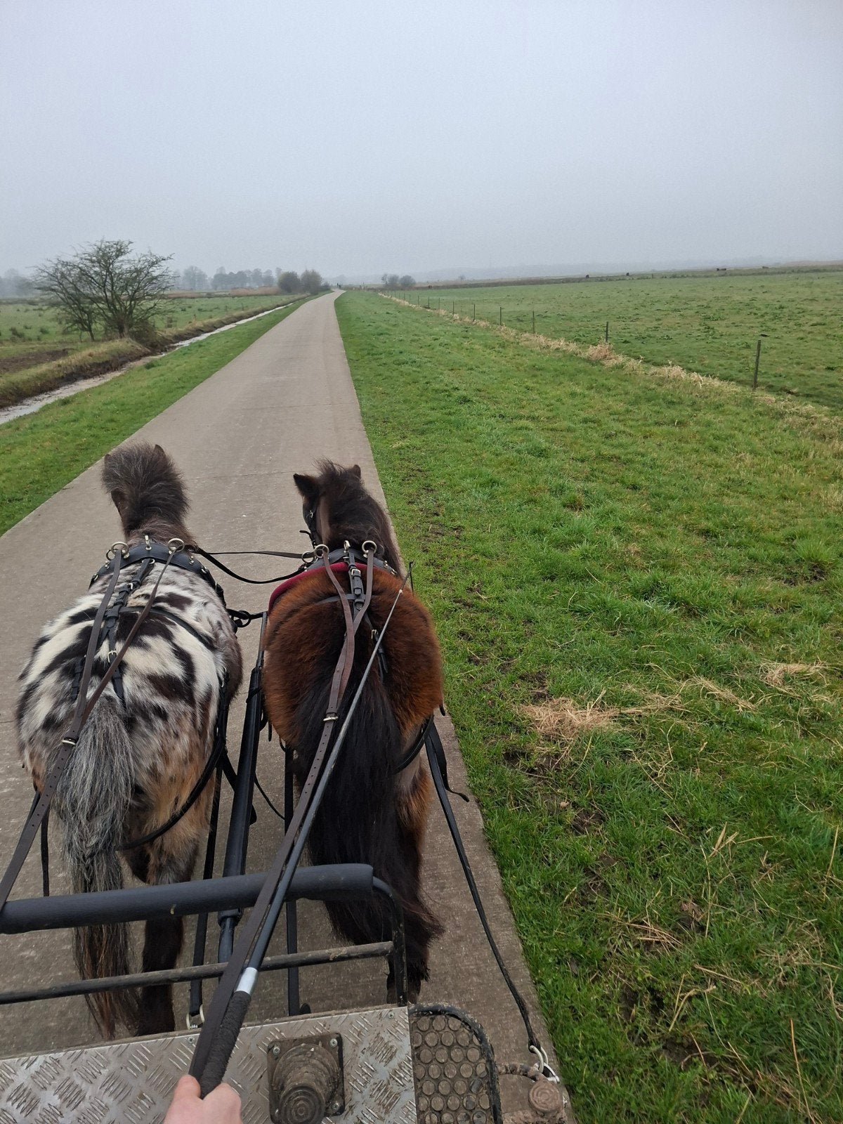 Een leuke 2span, Dieren en Toebehoren, Pony's, Ruin