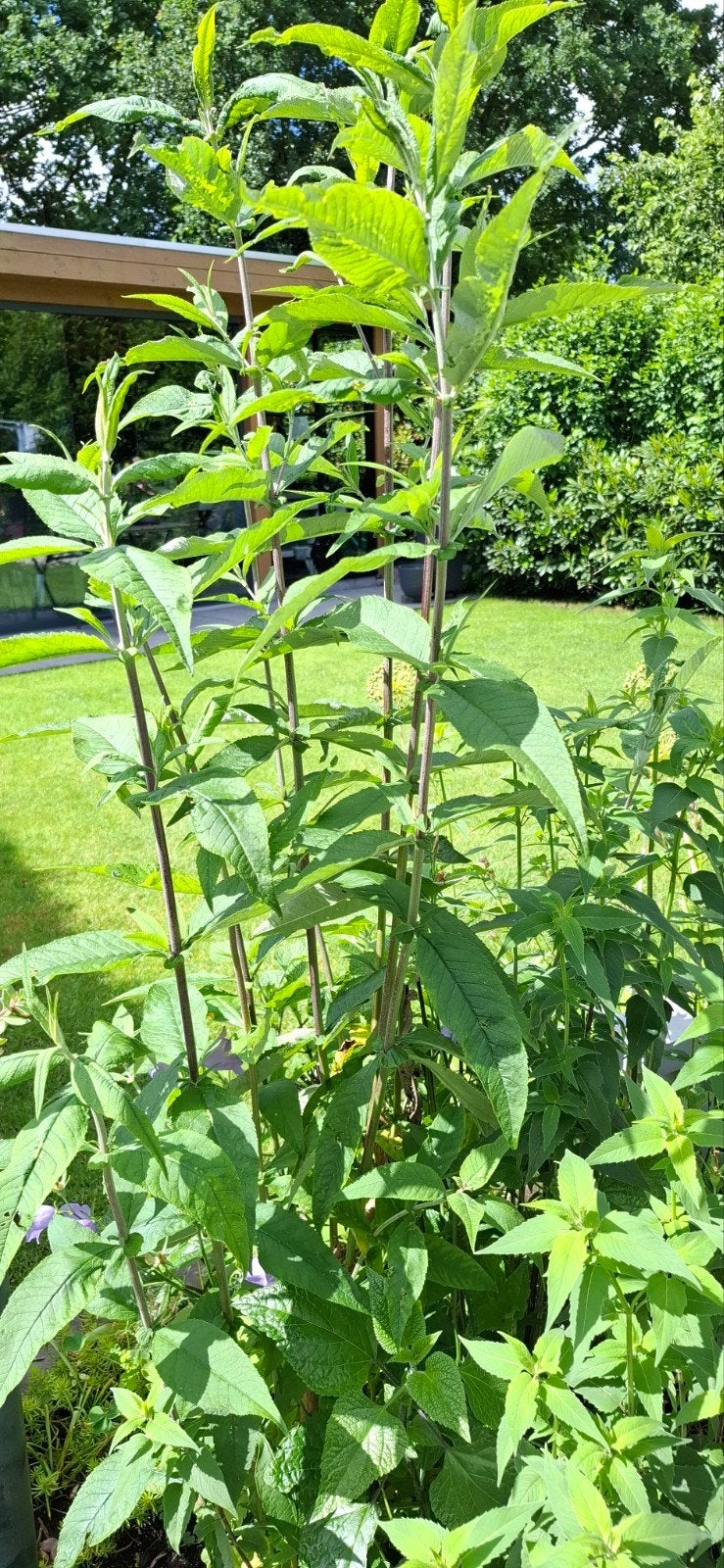 Vlinderstruik - Buddleja davidii de kleur is paars, Ophalen, Overige soorten, Volle zon