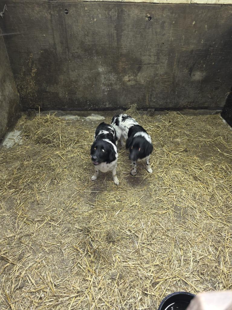 2 prachtige friese stabij een reutje en teefje, Dieren en Toebehoren, Honden | Retrievers, Spaniëls en Waterhonden, 15 weken tot 1 jaar