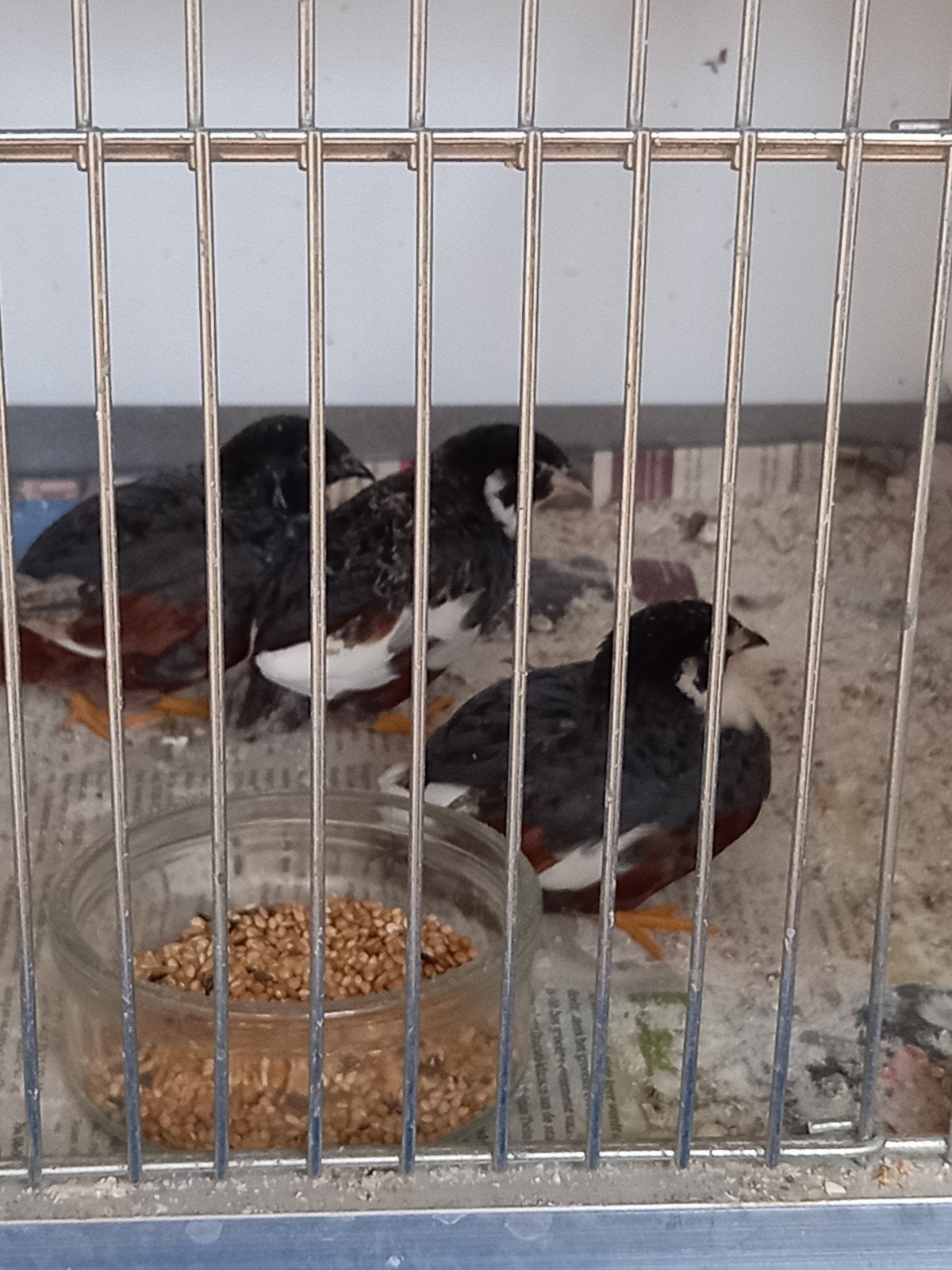 darthvader lijn chinese dwergkwartels., Dieren en Toebehoren, Vogels | Overige Vogels, Mannelijk
