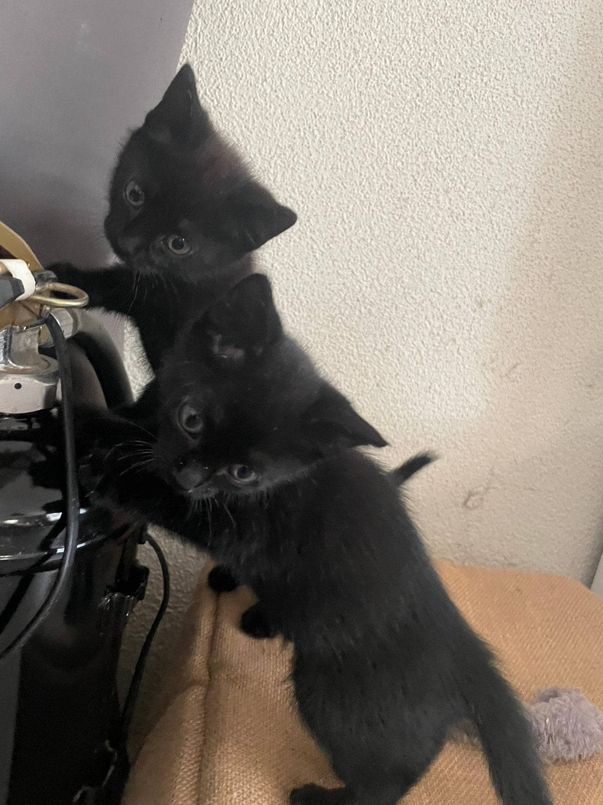 2 mooie zwarte kittens vrouwtjes