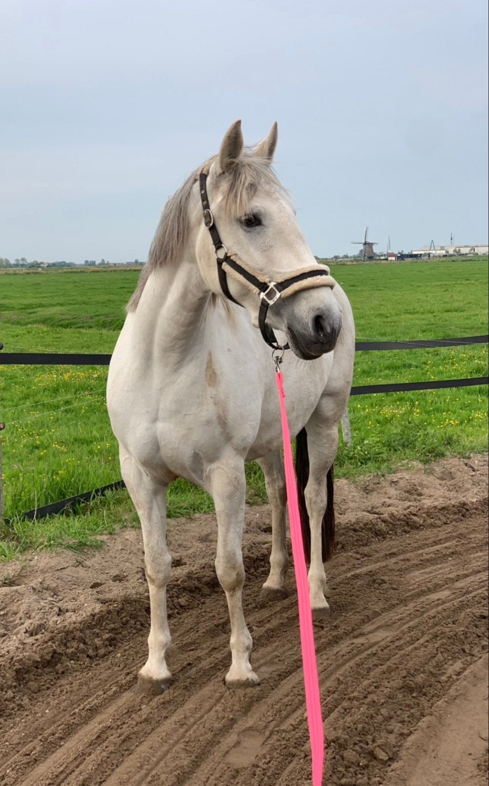 lieve spaanse merrie te koop, Dieren en Toebehoren, Paarden, Merrie, 7 tot 10 jaar, 160 tot 165 cm, Ingeënt