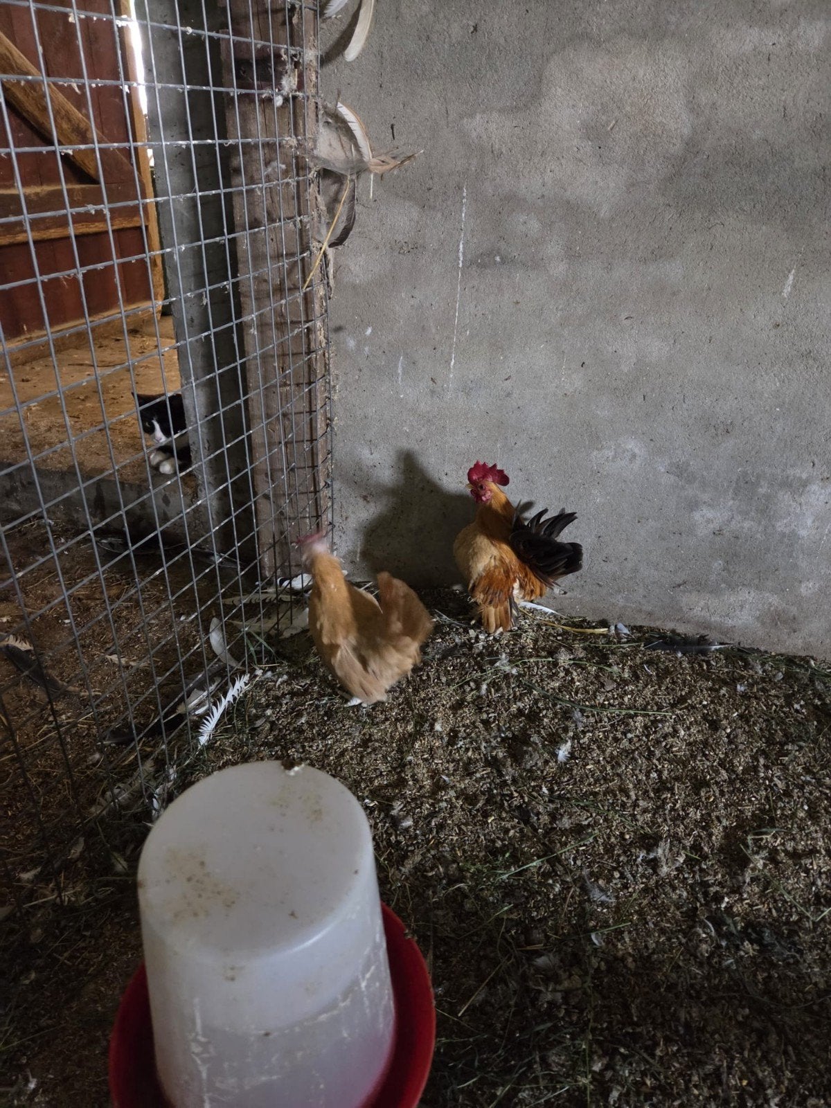 Koppeltje serama krieltjes, Dieren en Toebehoren, Meerdere dieren, Kip