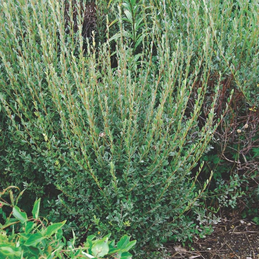 Salix repens, kruip wilg, Dwerg wilg, Paardvriendelijk, Ophalen of Verzenden, Overige soorten, Struik, Minder dan 100 cm