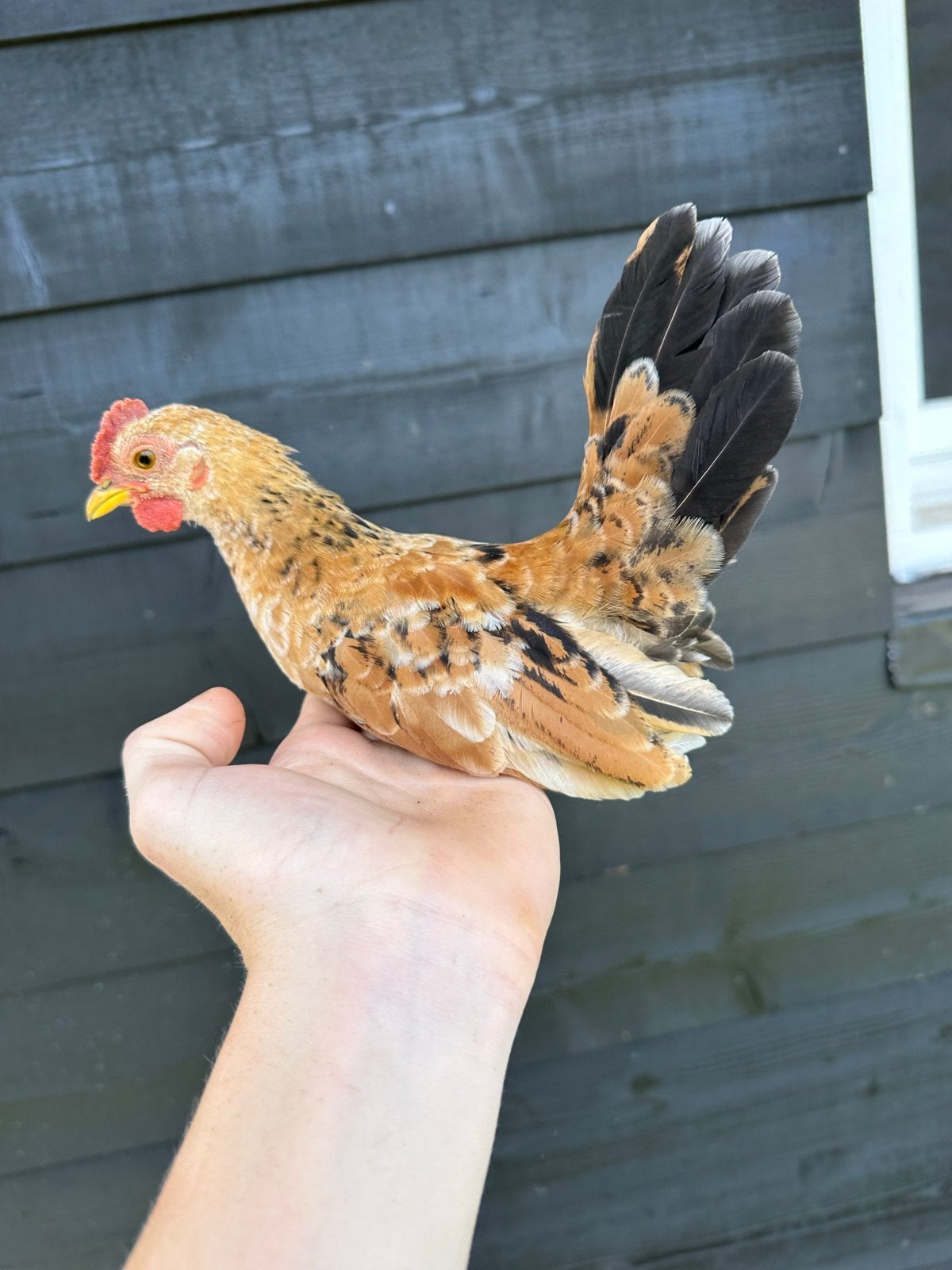 Serama haantjes, Dieren en Toebehoren, Mannelijk, Kip