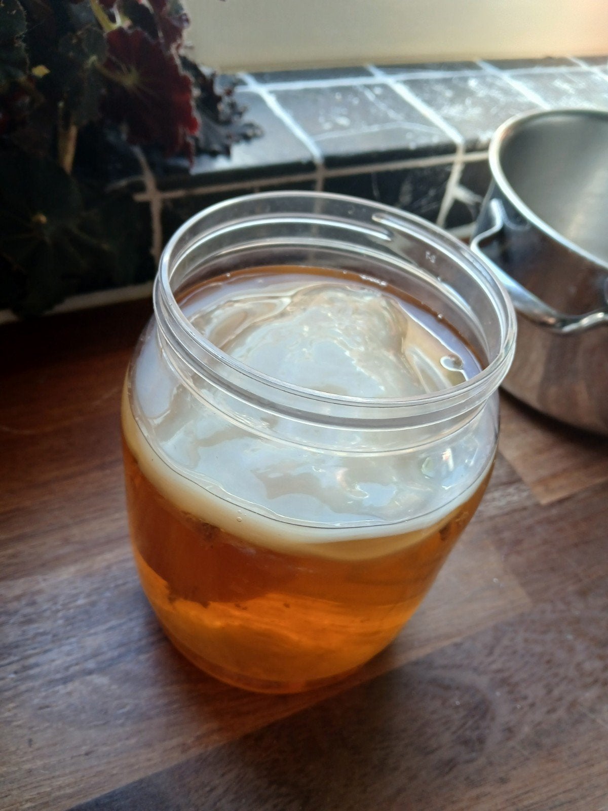 Kombucha, Ophalen of Verzenden