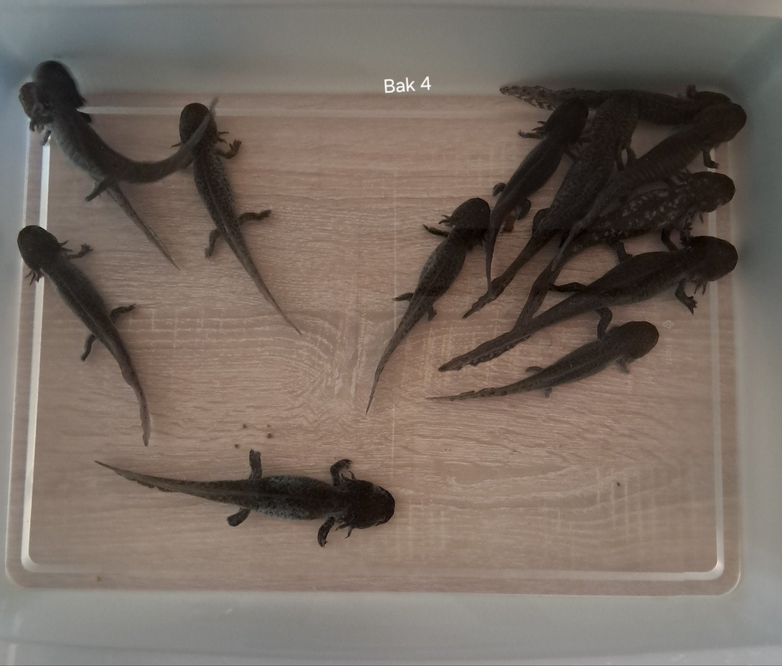 Wildkleur Axolotls, Hagedis, 0 tot 2 jaar