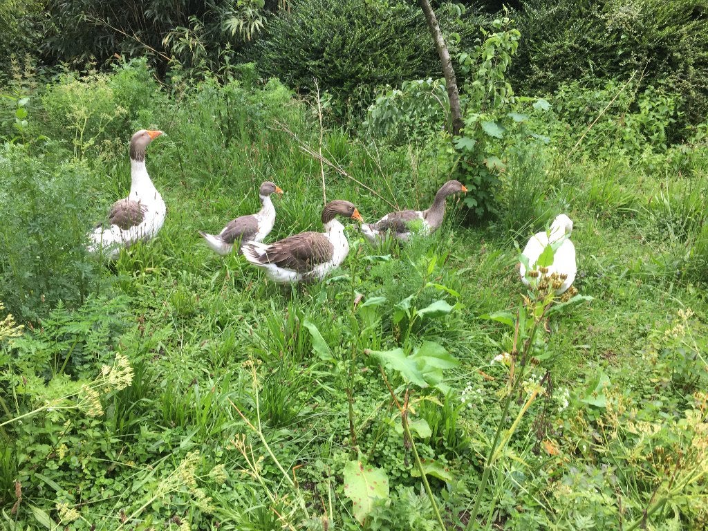 Jonge boerenganzen, Dieren en Toebehoren, Pluimvee, Meerdere dieren, Gans of Zwaan