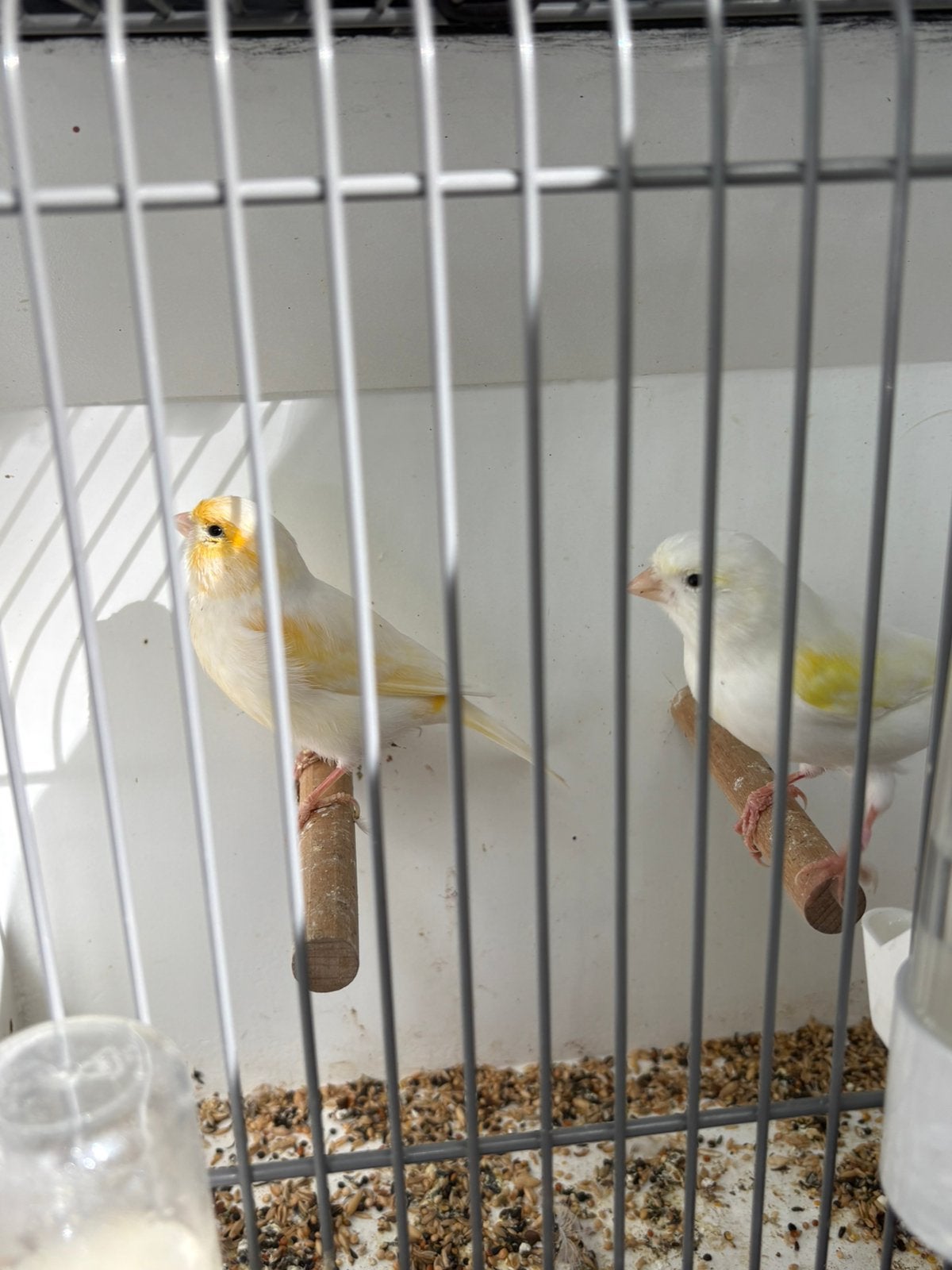Mooi kanarie koppel van 24/25, Meerdere dieren, Kleurkanarie