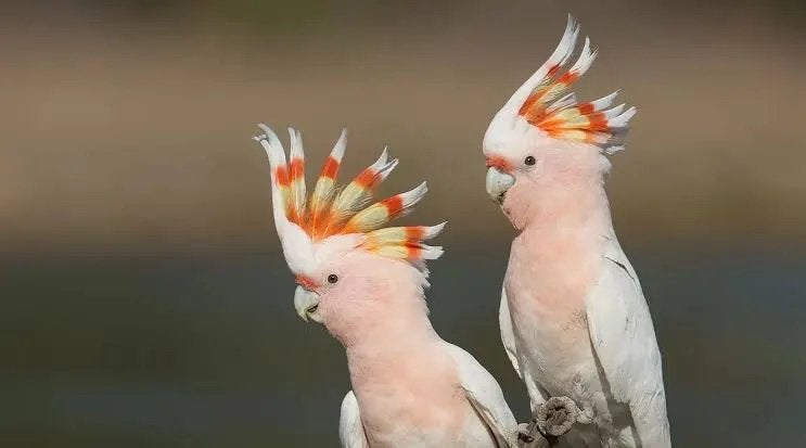Gezocht: Inka kaketoes & mutatie vogels, Meerdere dieren, Papegaai, Pratend
